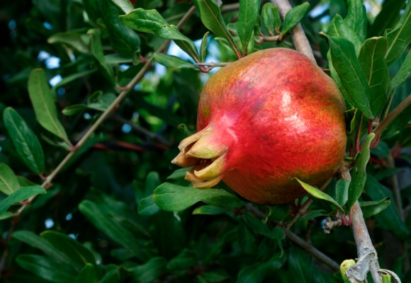 Granatapfel