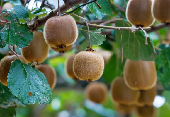 Kiwi