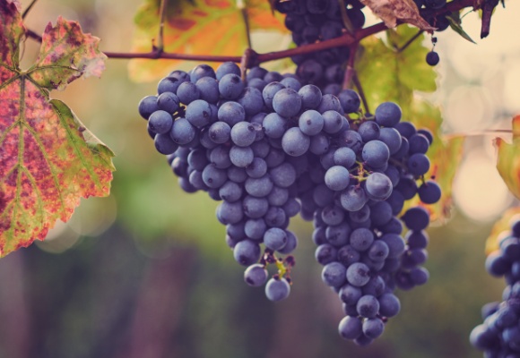 Weintrauben