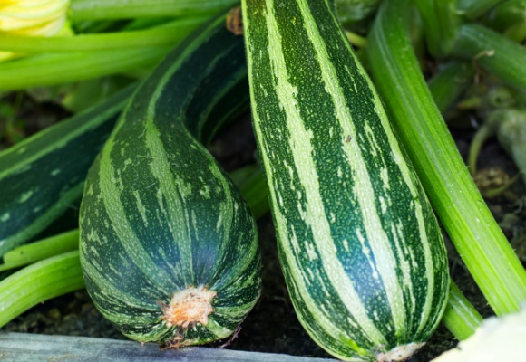 Zucchini