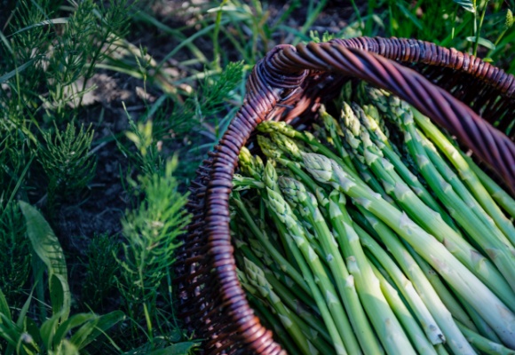 Spargel