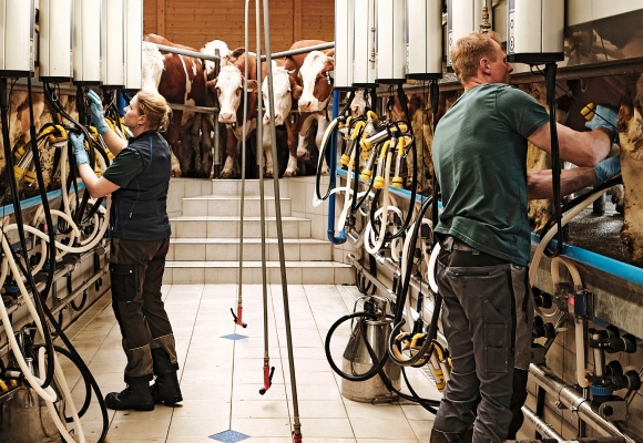 Haltungsform Milchkühe