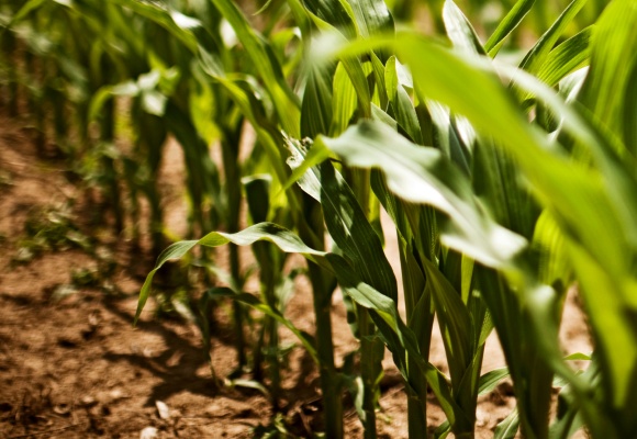 Biologische Landwirtschaft