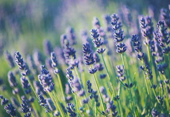 Pflegeleichte Gartenpflanzen