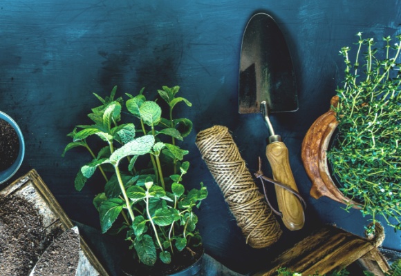 Gekaufte Kräuter umtopfen