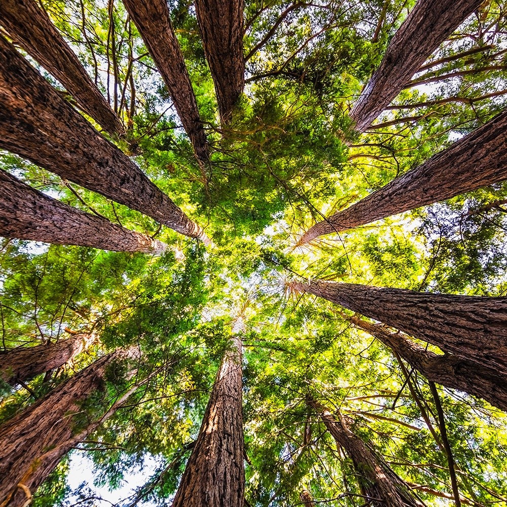 Tutela settore forestale