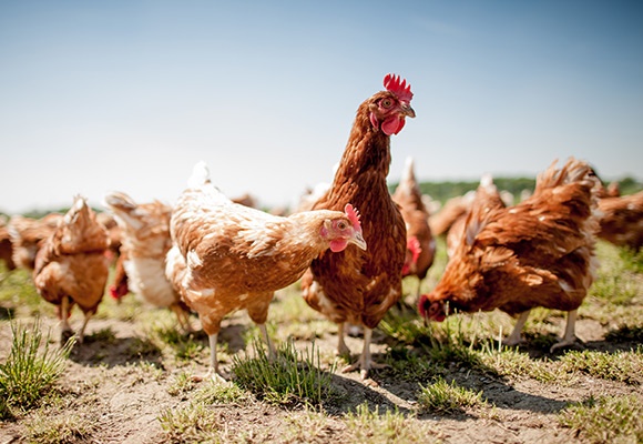 Linee guida per l'acquisto di uova