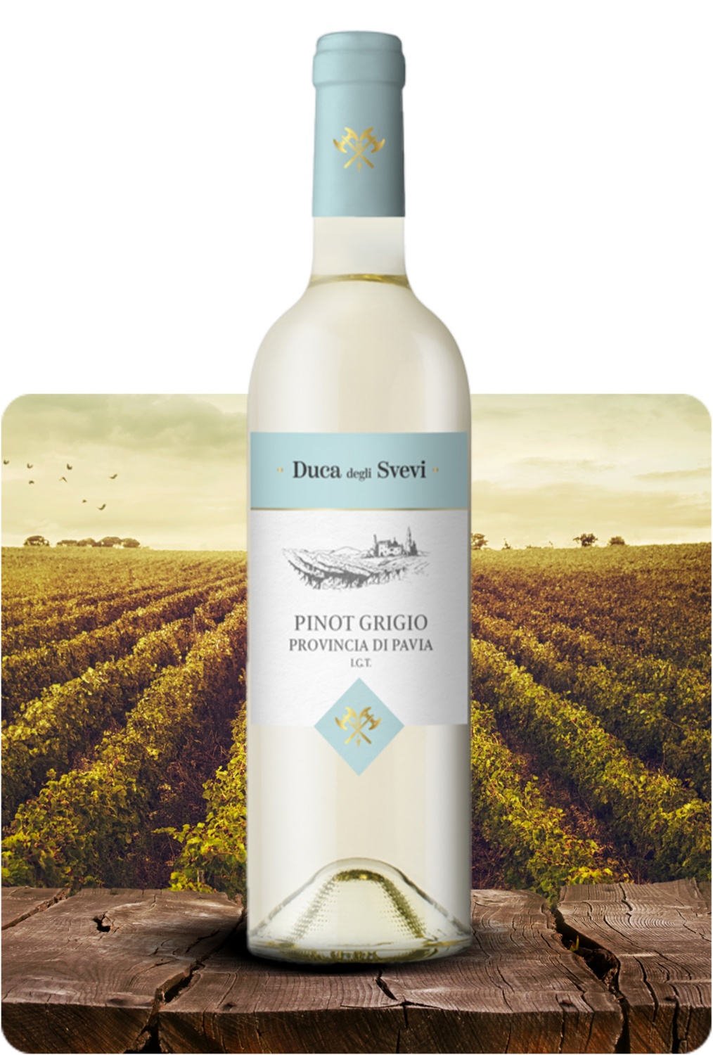 Entry Pinot Grigio di Pavia IGT