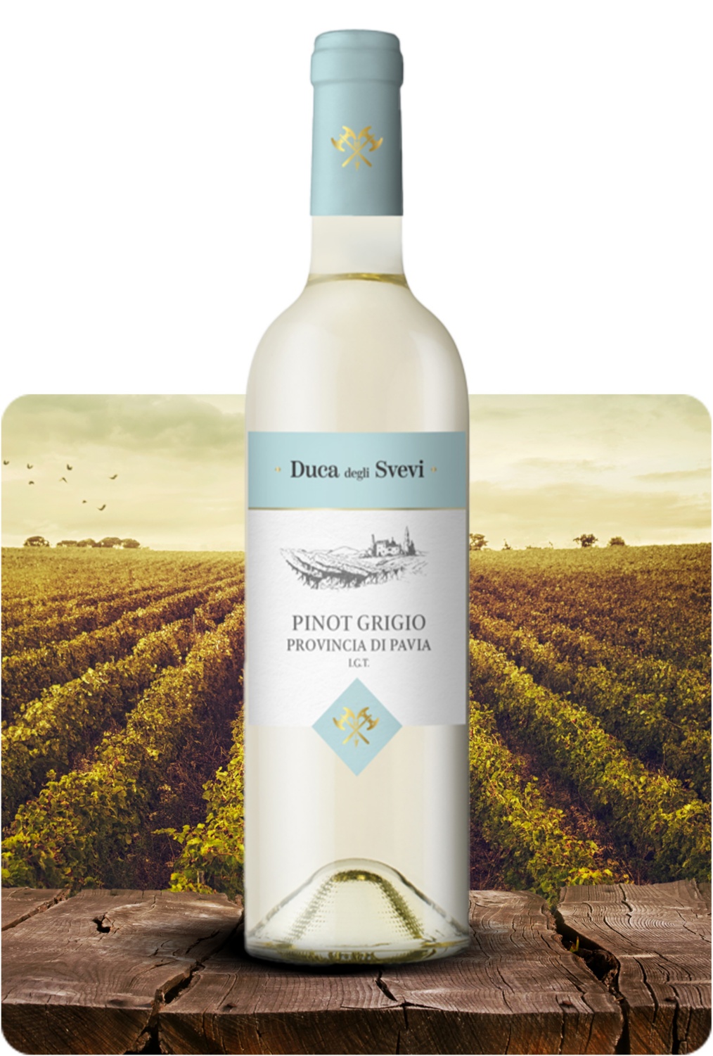 Pinot Grigio di Pavia IGT