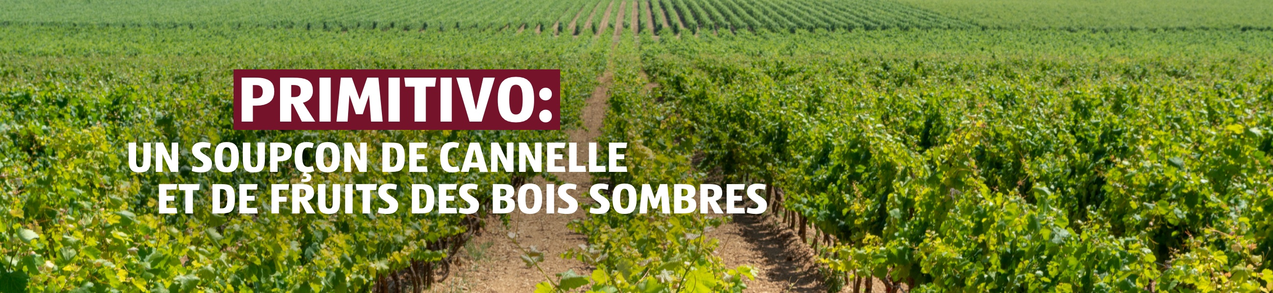 Vinothèque – Primitivo