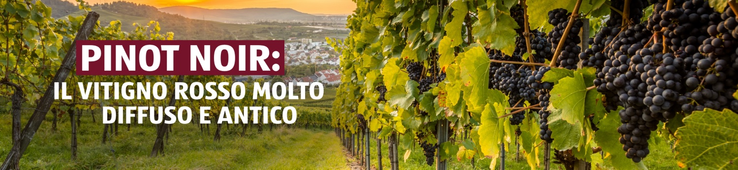 ALDI SUISSE – Vinoteca Pinot Noir