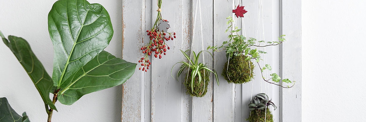 Schwebende Kokedamas für den Garten