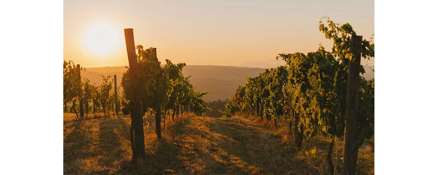 Viñedos al atardecer en una región productora de espumosos como cava y champán