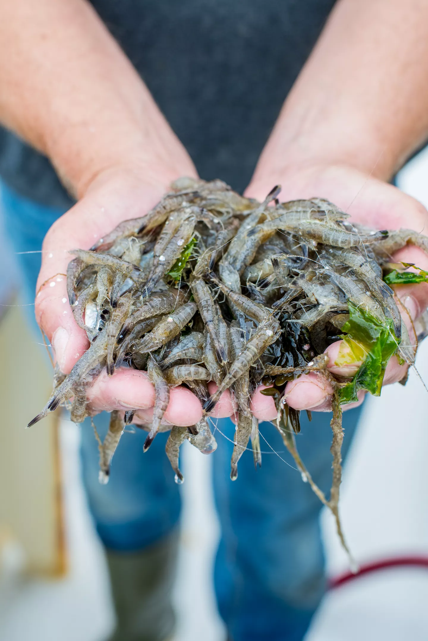 Hollandse noordzeegarnalen bij ALDI