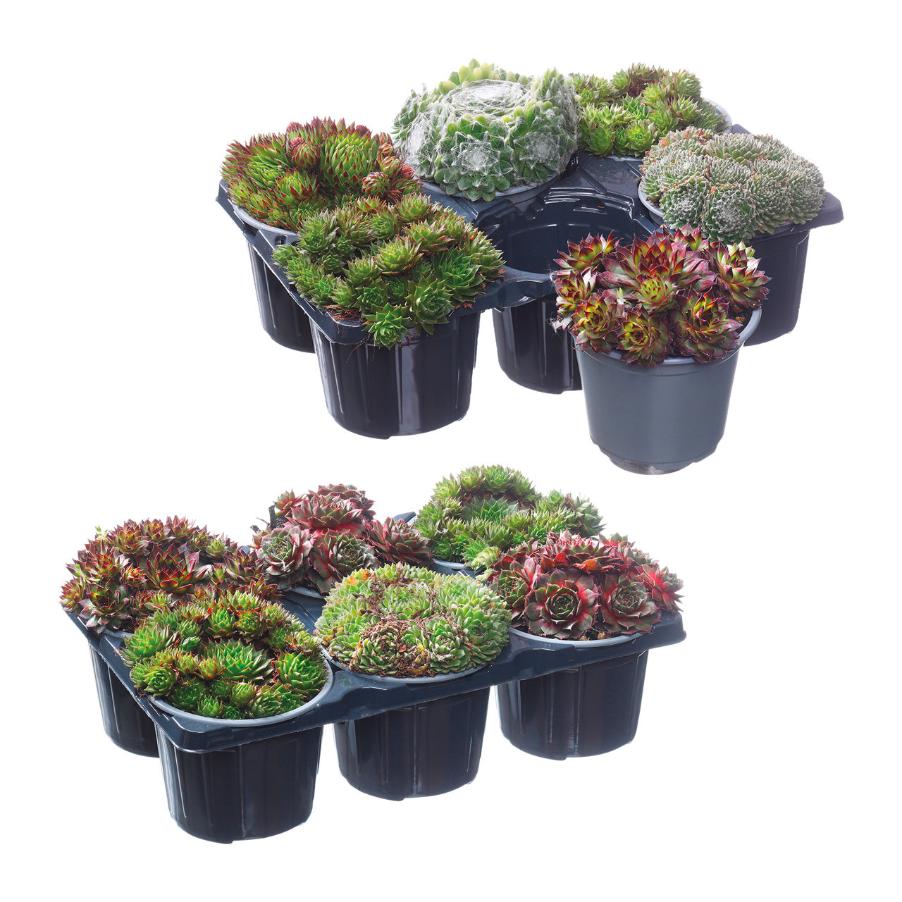  Sempervivum