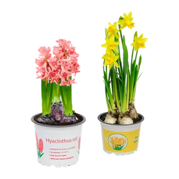 Narzissen / Hyazinthen