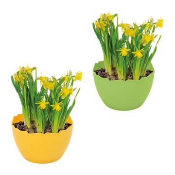 Narzissen in Eierschale