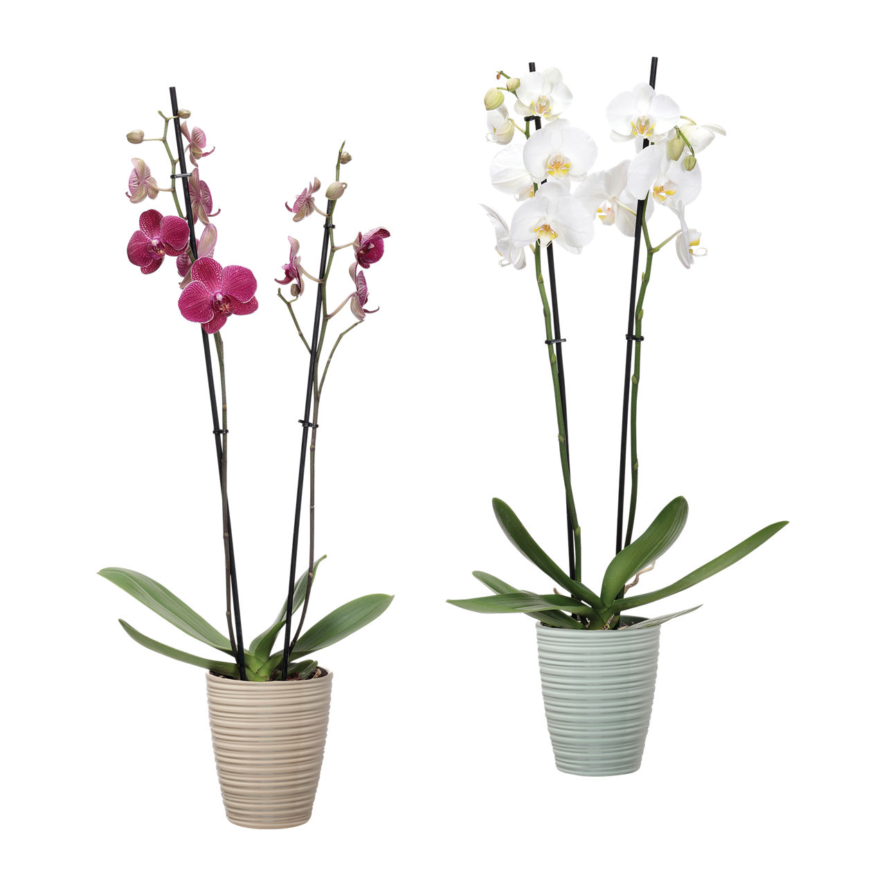  Phalaenopsis