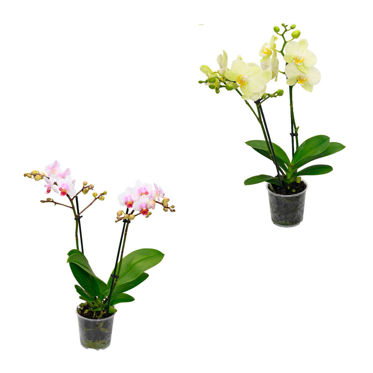  Phalaenopsis