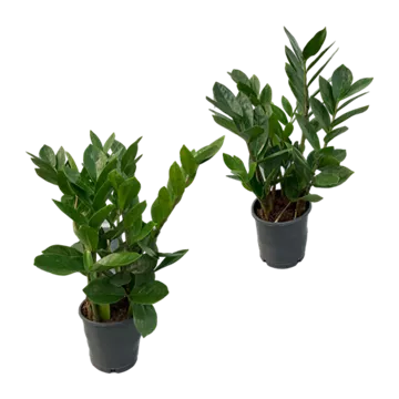 Zamioculcas