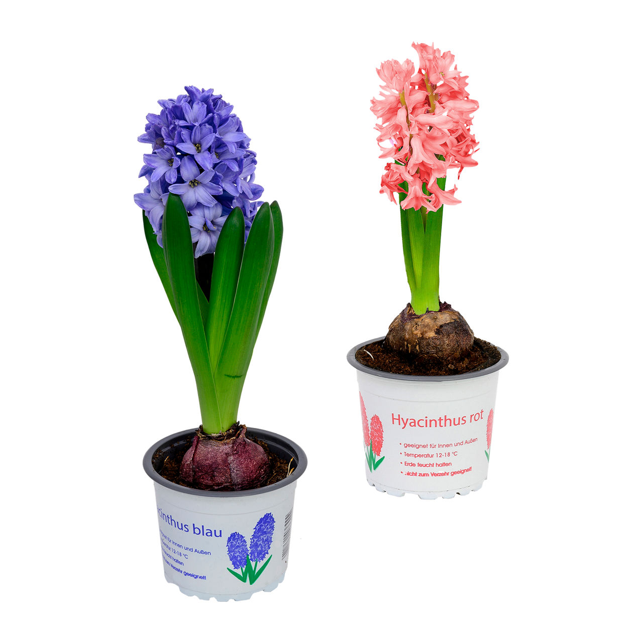  Hyazinthen / Narzissen