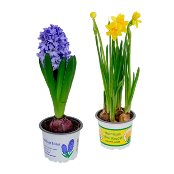 Hyazinthen / Narzissen