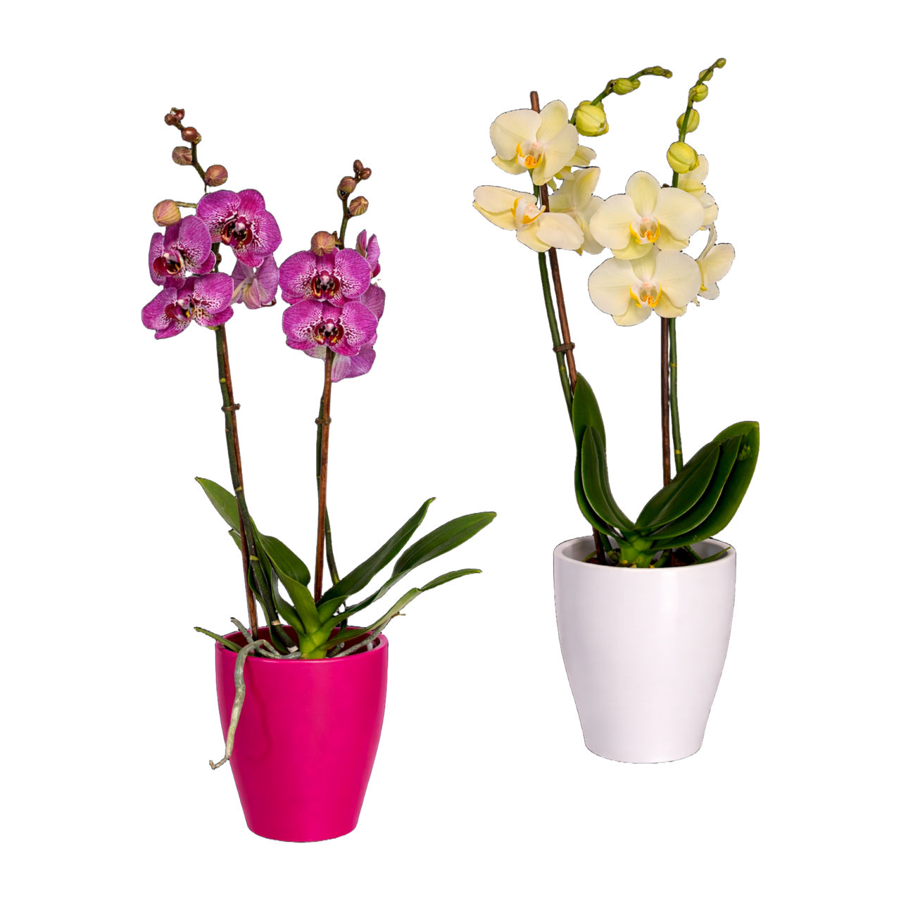  Phalaenopsis