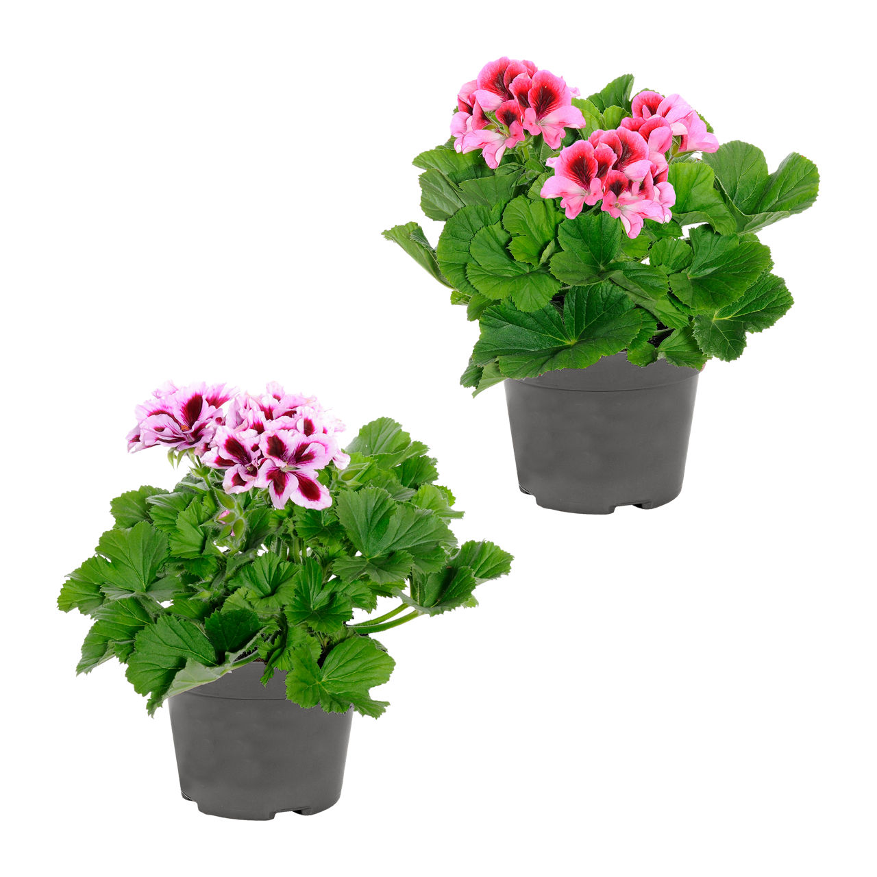  Edelgeranie