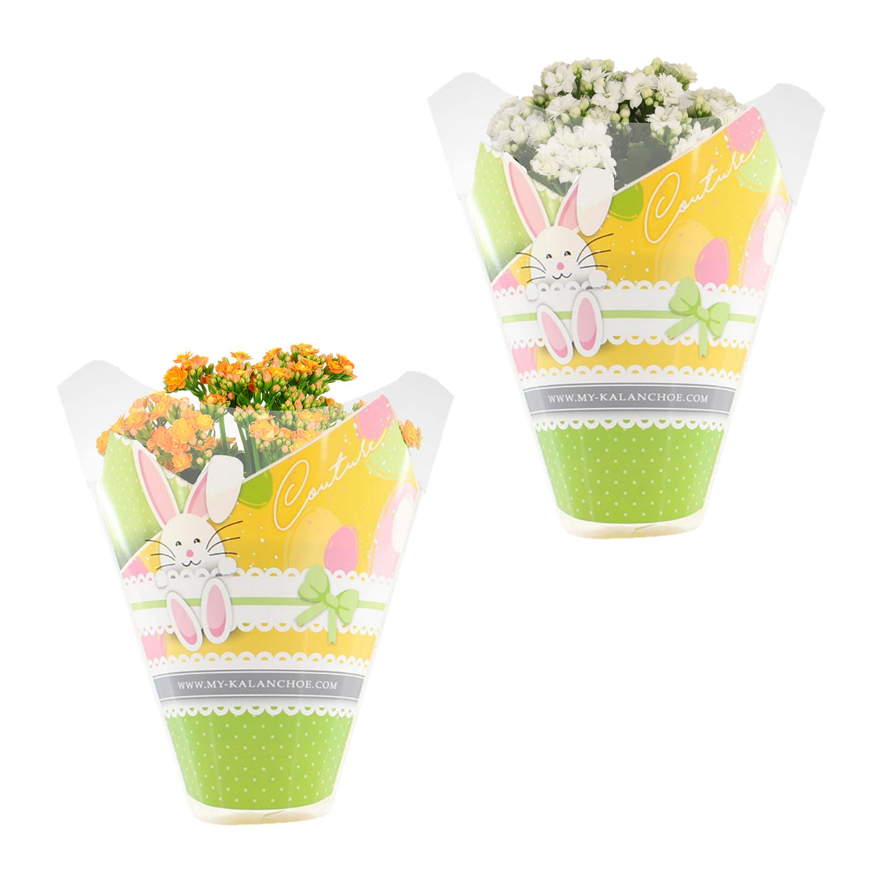  Kalanchoe