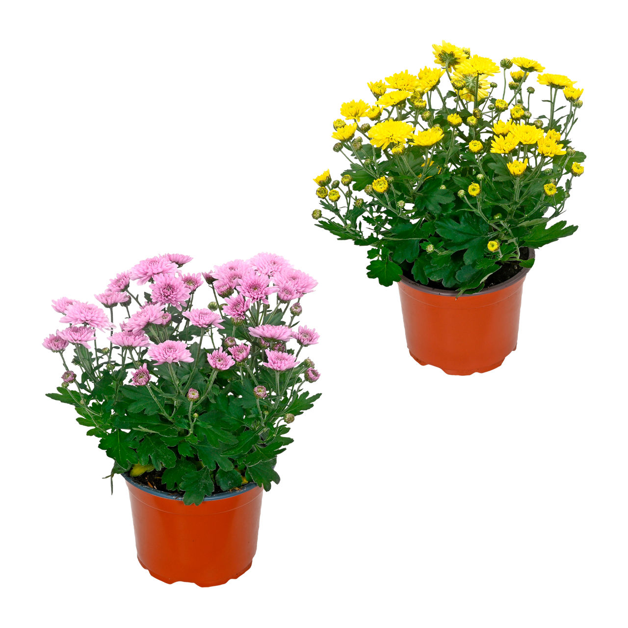  Chrysantheme