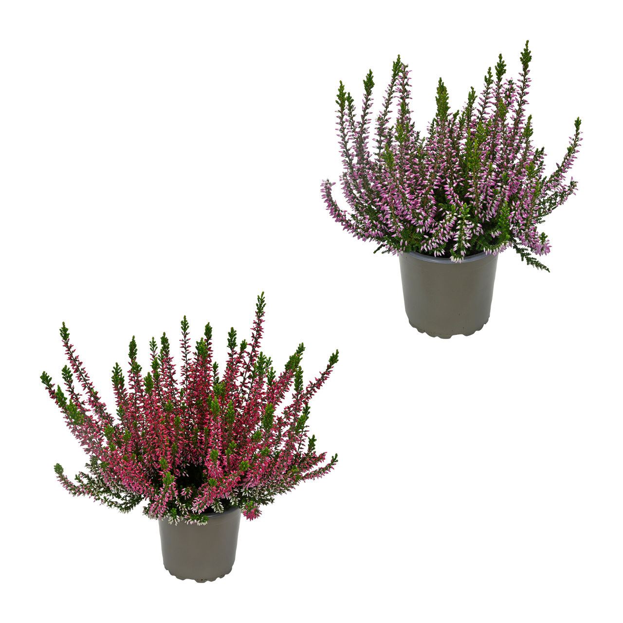  Calluna vulgaris