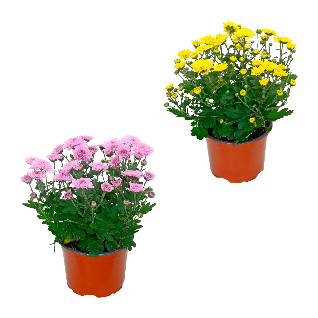  Chrysantheme