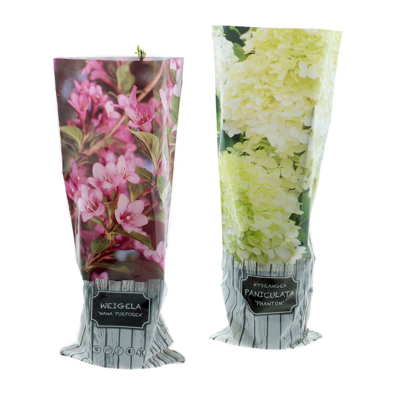  Rispenhortensie / Blütenstrauch