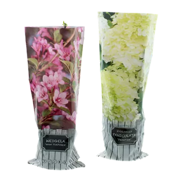 Rispenhortensie / Blütenstrauch