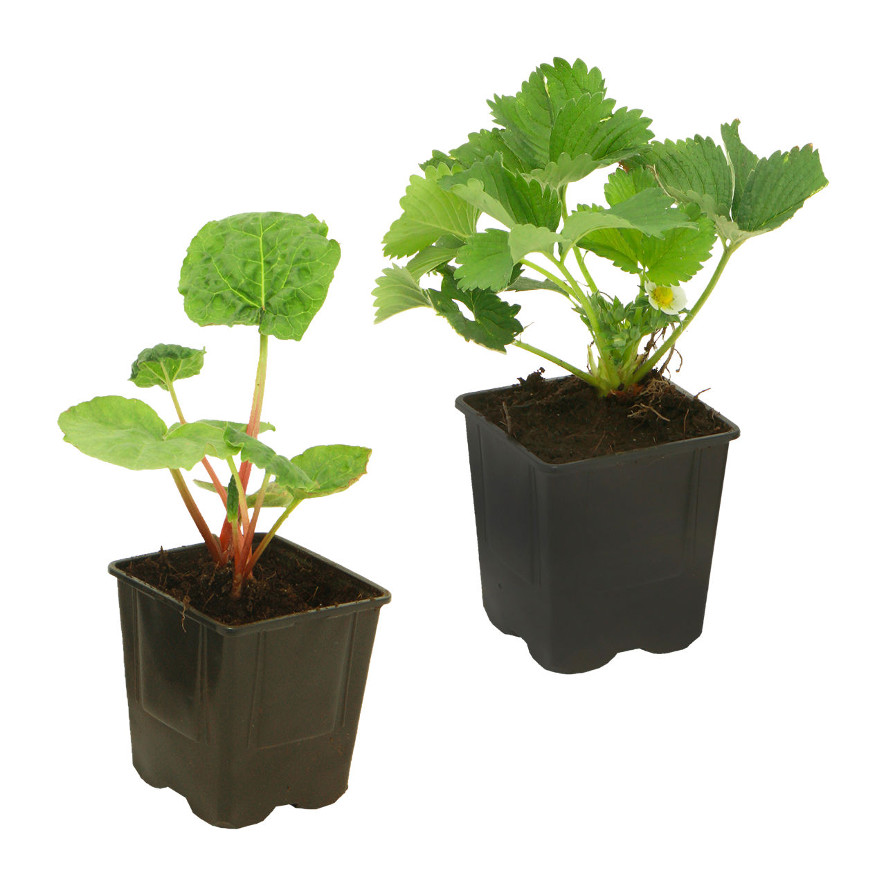  Erdbeere / Rhabarber