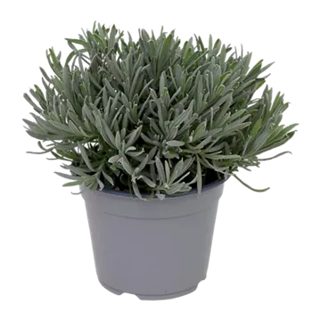 Lavendel (Lavandula angustifolia)