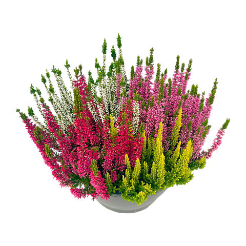 Calluna-Schale