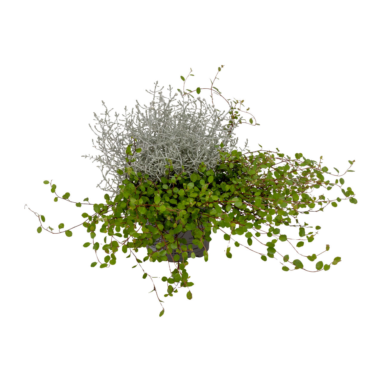  Calocephalus mit Muehlenbeckia
