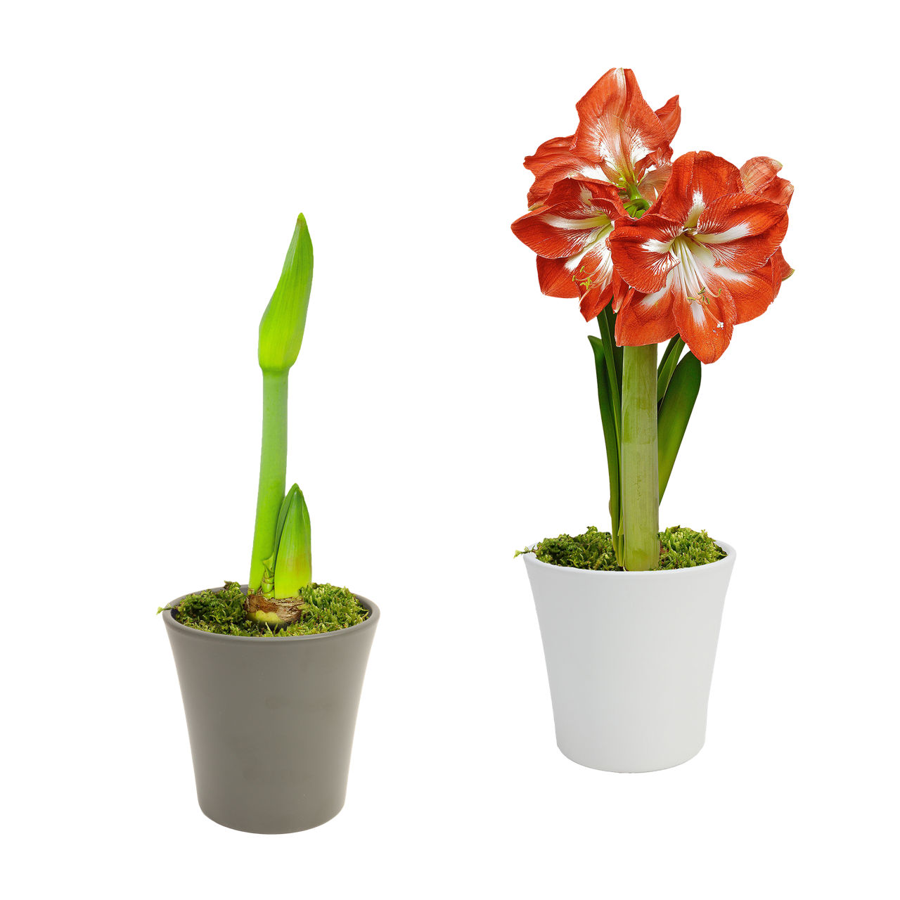  Amaryllis im Keramiktopf