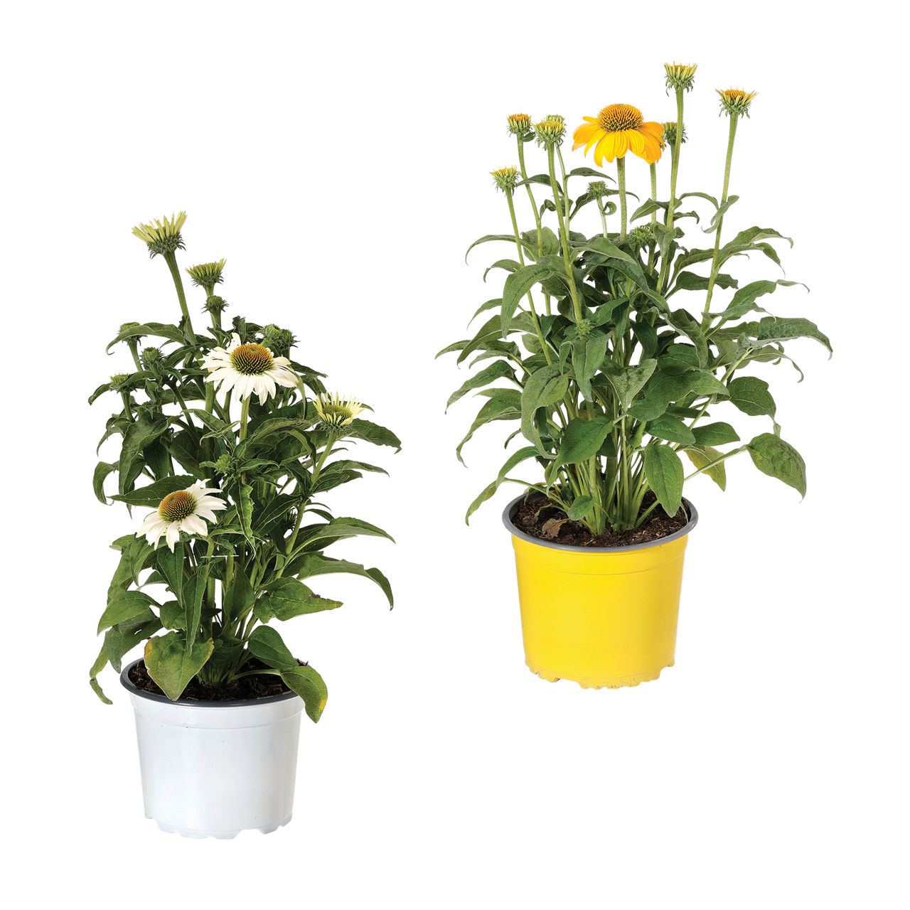  Echinacea / Triomix