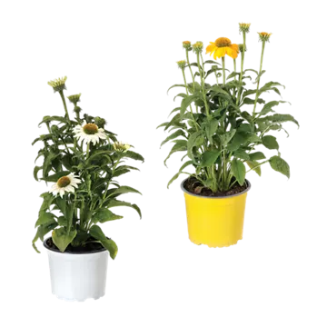Echinacea / Triomix