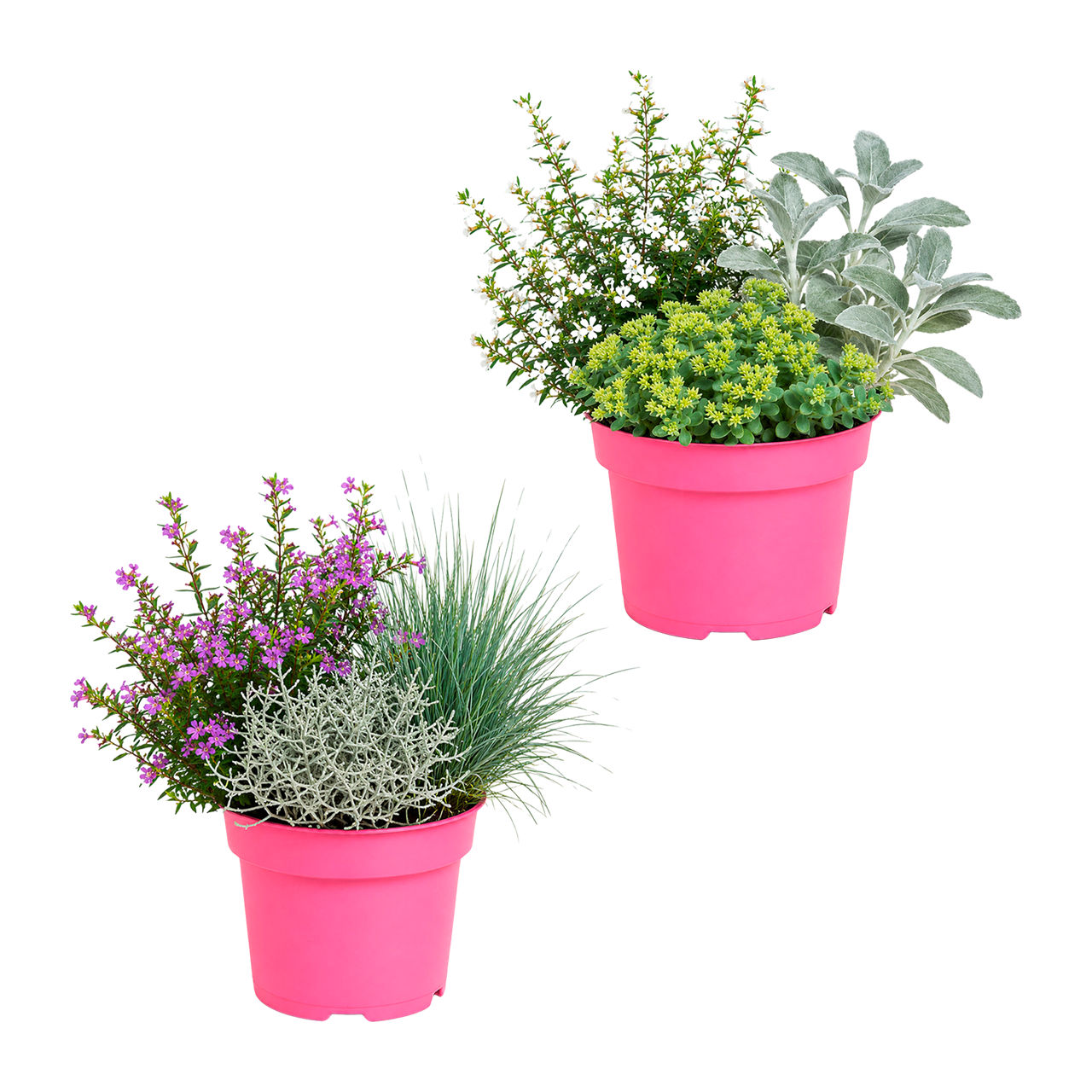  Herbstpflanzen-Trio