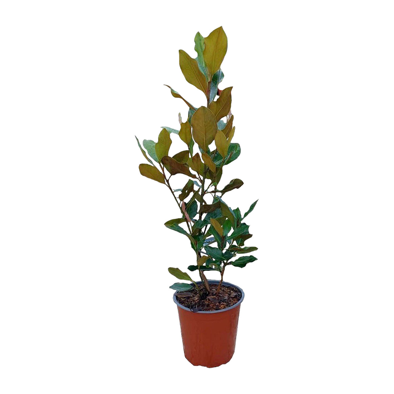  Magnolia grandiflora
