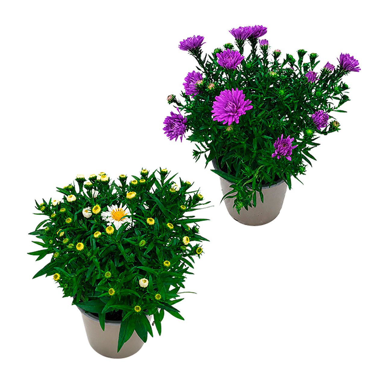  Aster