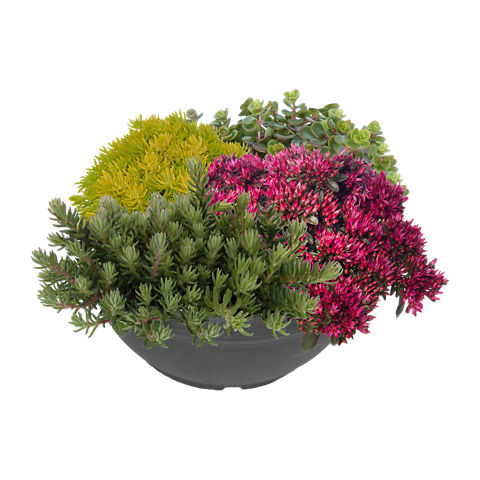 Sedum-Mix