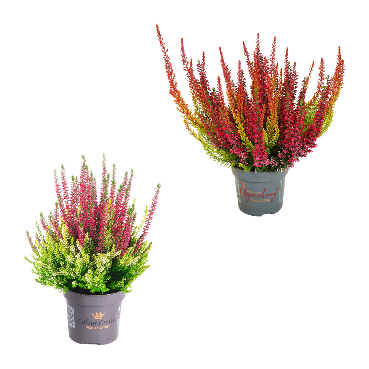  Calluna