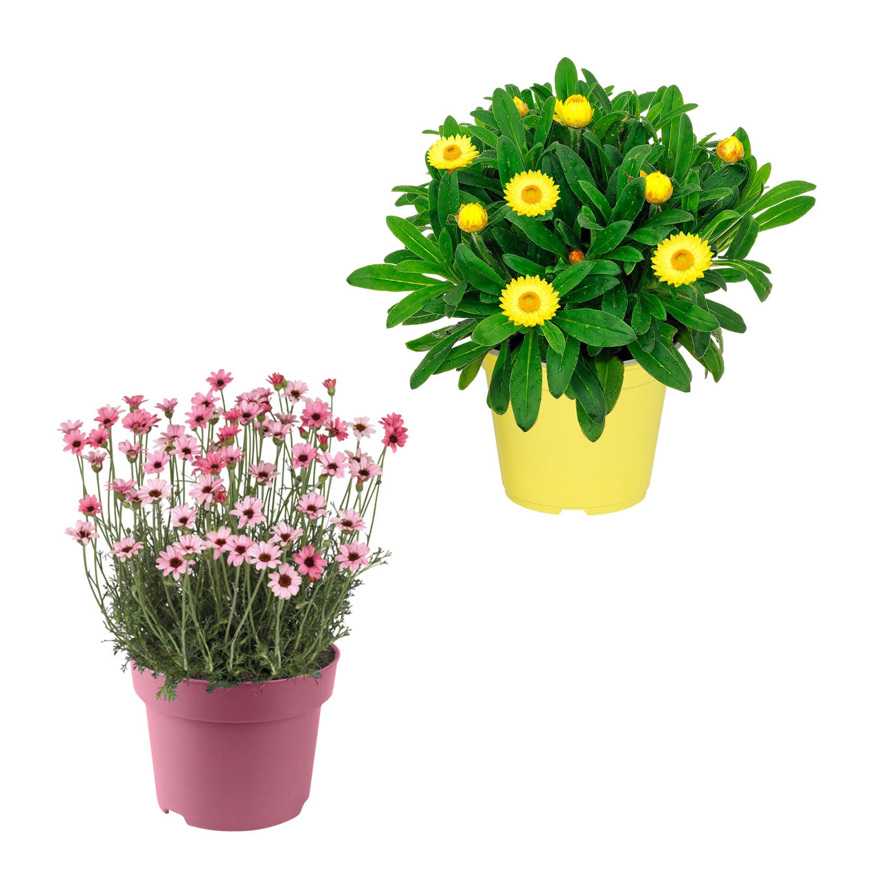  Italienischer Blühmix