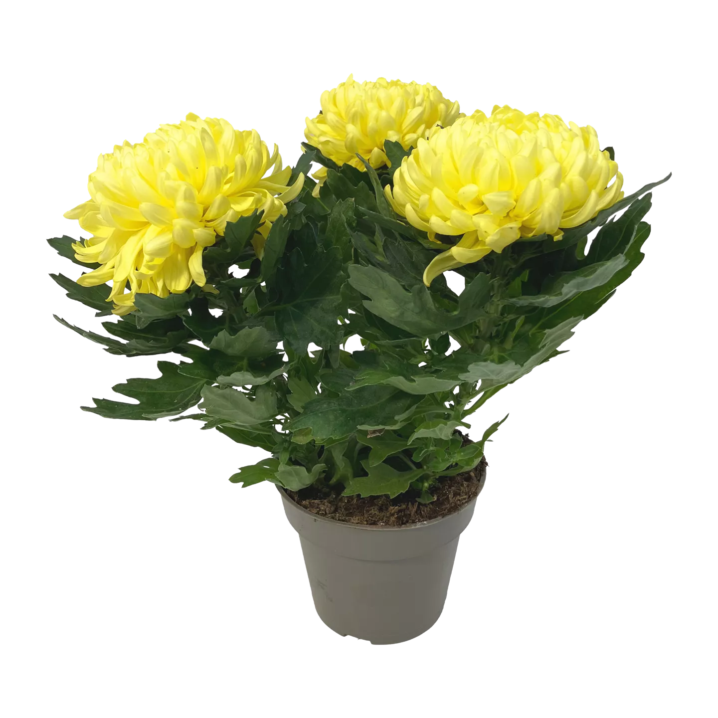GARDENLINE Deko-Chrysantheme