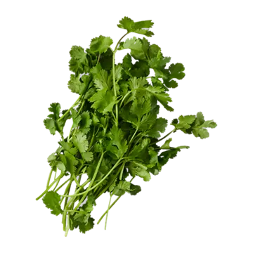 Koriander