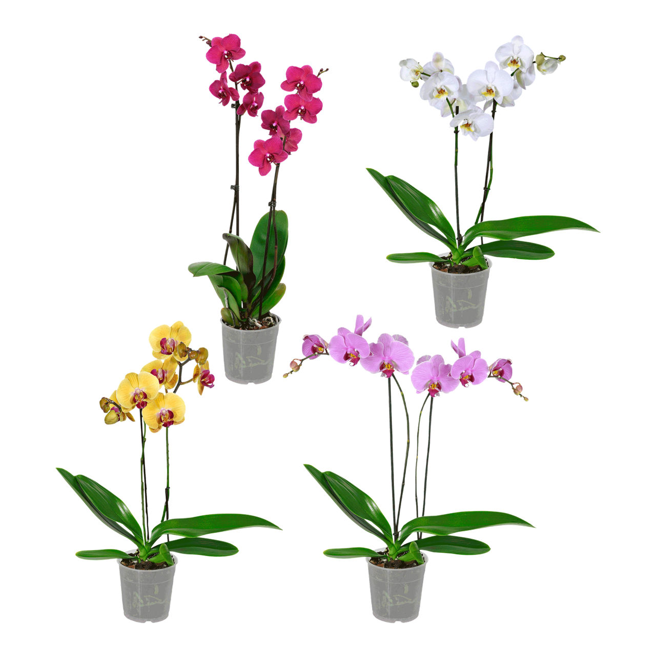 GARDENLINE Orchidee